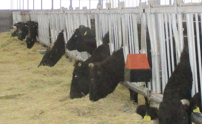 簡易牛舎　北海道の繁殖牛たち