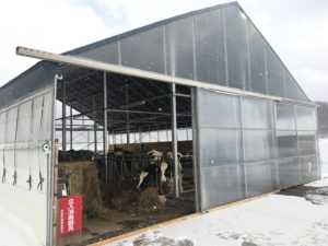 北海道厚真町の簡易牛舎（育成牛）