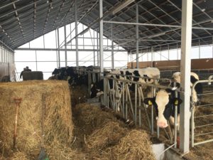 簡易牛舎の内部　北海道厚真町　育成牛